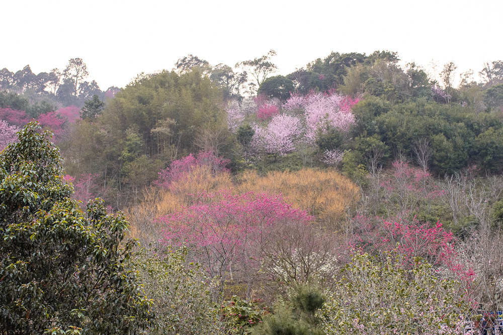 苗栗賞櫻景點