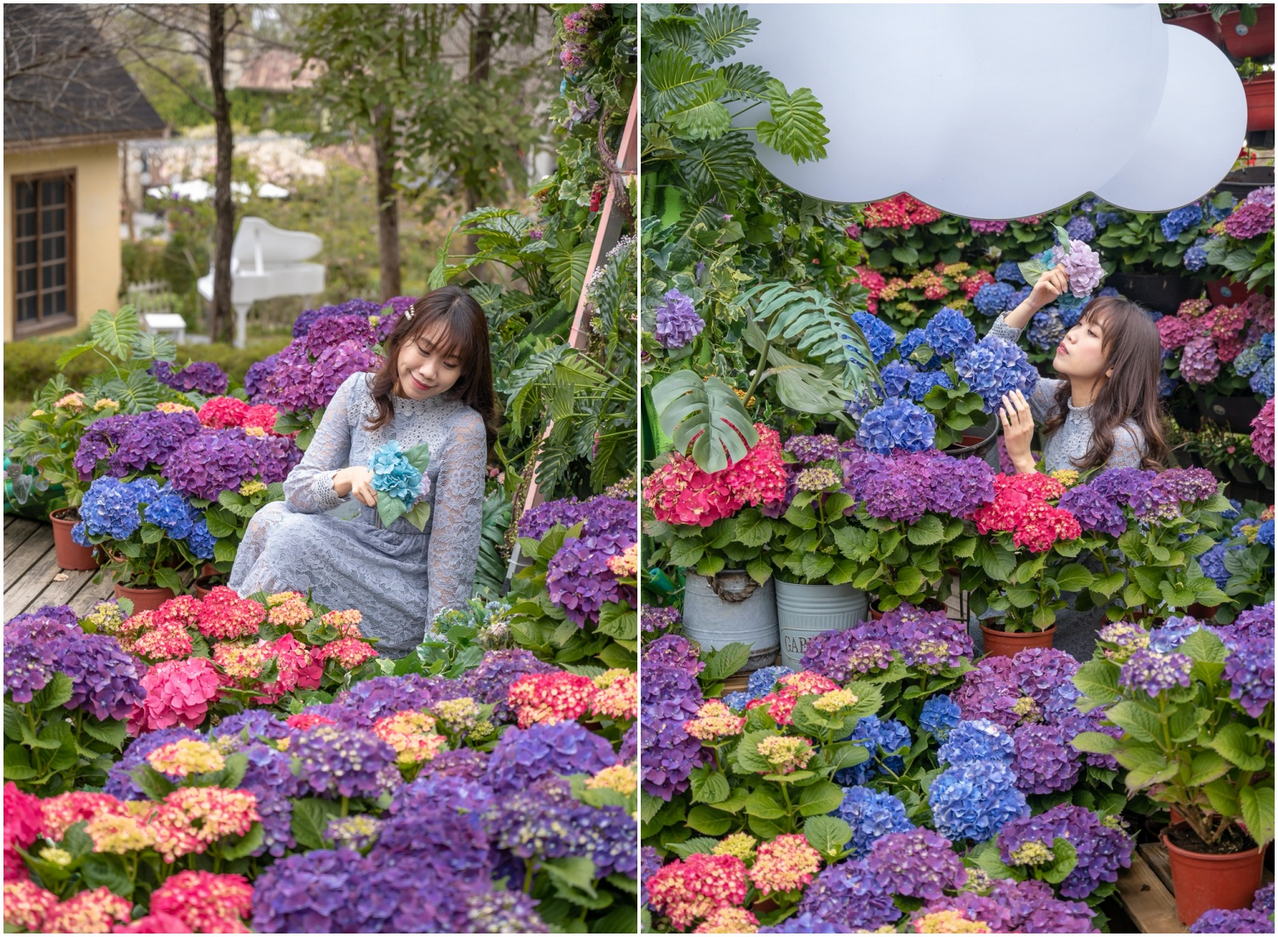 心之芳庭繡球花