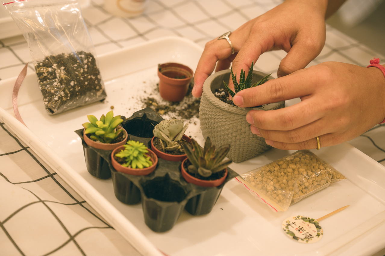 創樂子多肉植物DIY